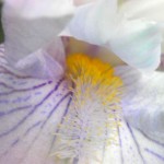 Iris flower, showing the iris beard. Iris Day is May 8th. Photo © 2012 Kyla Matton Osborne | #mythology #gardening