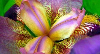 Iris Day Celebrates Splendid Blossoms and Brilliant Colour