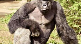 Why Did They Have To Kill The Gorilla?