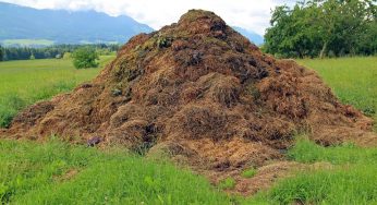Elephant dung a career
