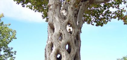 tree-shaping-There's Many Forms of Prosperity
