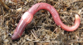 Earthworms Are Ecosystem Engineers- They Are Very Important To The World Of Man