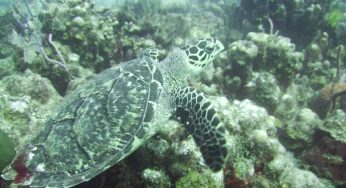 Today Is Worldwide Endangered Species Day
