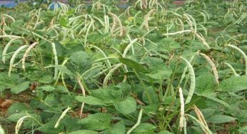C/River sets up rice seedlings multiplication lab