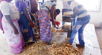 How women, youth make money from FG/IFAD agro value chain project