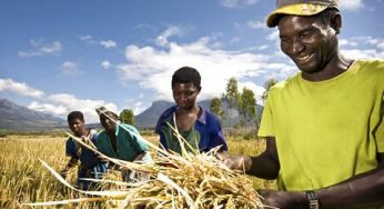 Oyo Rice Farmers Receive Farm Inputs Worth N17.8 Million From CBN