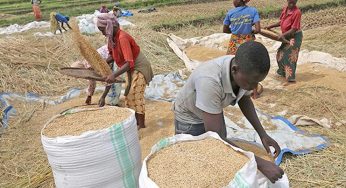 Improve output, quality to benefit from Africa’s free trade area, farmers told