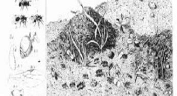 The Trapdoor Spiders, the People, and Erroneous Ideas