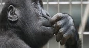 From the Bone of the Ape to the Technological Man