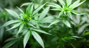 Don’t Harm Yourself With Marijuana Seeds