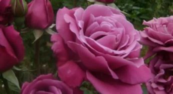FLOWERS ARE IMPORTANT IN MANY WAYS