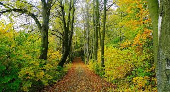 Plant A Tree To Save Yourself