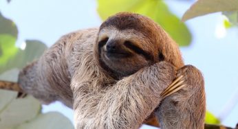 4 SIGNS THAT SHOWS YOU ARE VERY LAZY.