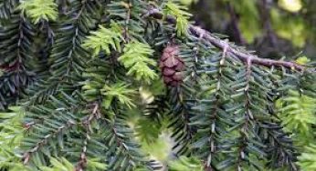 The deadly plants one should be careful about