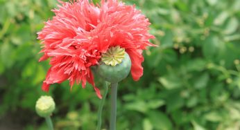 POPPY: THE SO-CALLED JOY PLANT