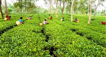 HAVE TEA, LIVE LIFE… WITH THE DIVINE HERB