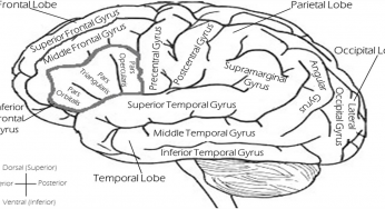 Is the human brain similar to the computer?