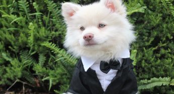 Which pet dog you have?