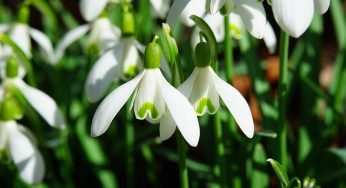 First Flowers of Spring – The Snowdrops