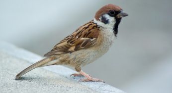 The Return Of The Common Indian Sparrow