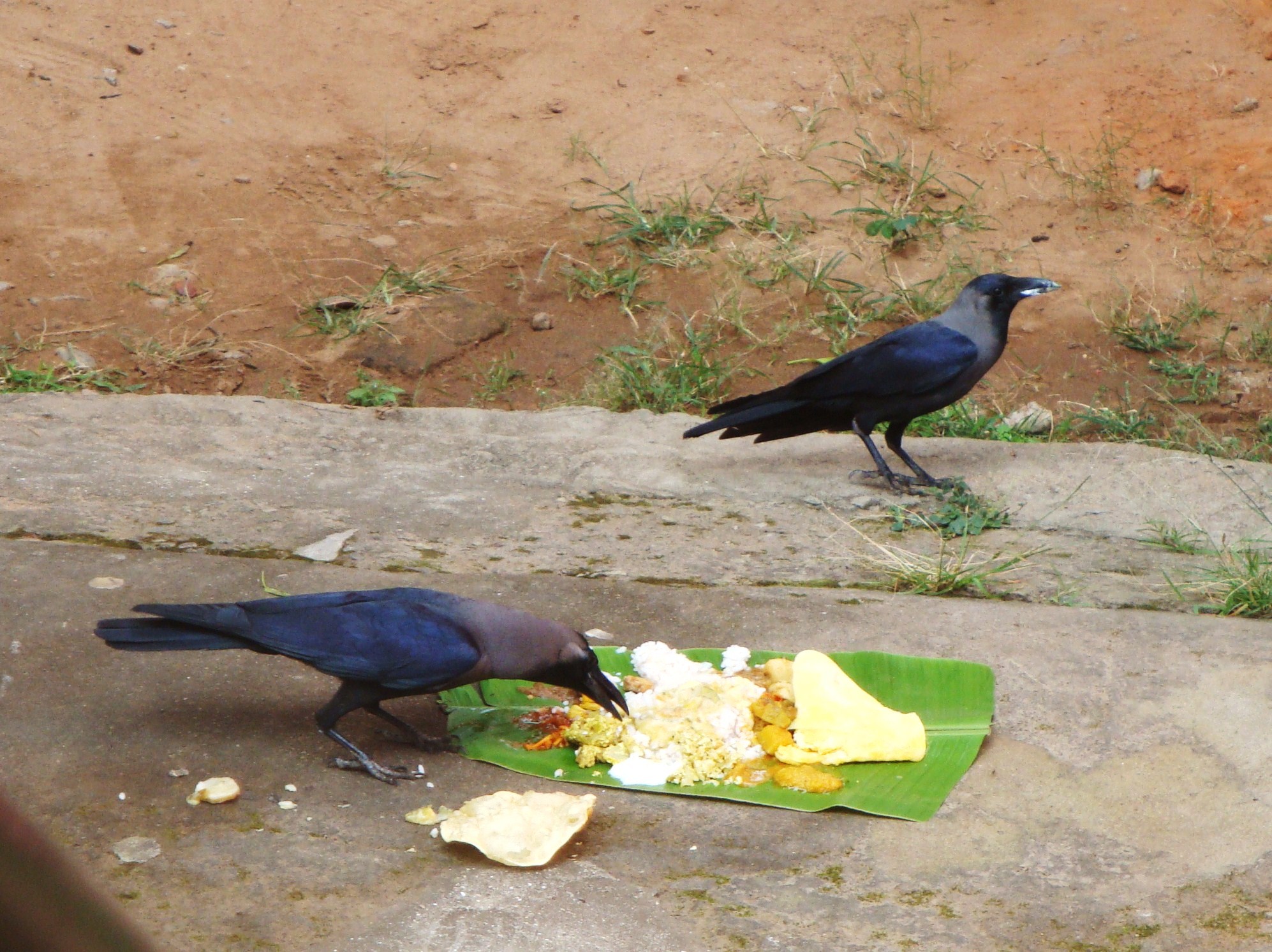 Crow get. Feeding a Crow.