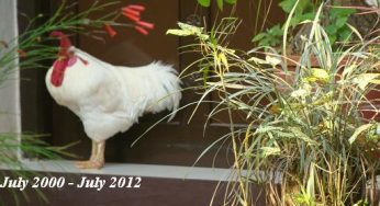 Gamma our pet rooster who left behind indelible memories