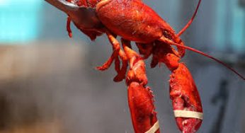 China Thinks Trump is a Lobster