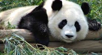 Panda is more than just an animal
