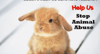 The Cruelty and pain to animals
