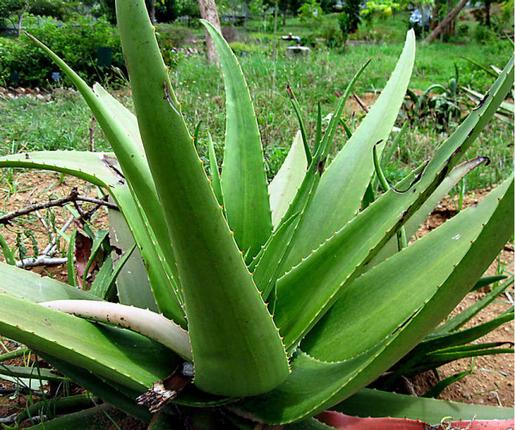 How To Grow Aloe Vera At Home And Its Many Benefits Literacybase 3138