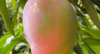 10 Wonderful Health Benefits Of Mangos