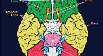 how a human brain works