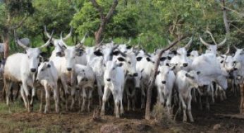 Oyo To Partner Foreign, Local Investors On Livestock Farming