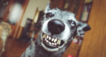 terrifying stories about pets who attack their owners.