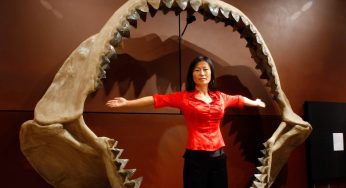 Everyday animals that were terrifyingly big in prehistoric times