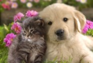 Group logo of Cats & Dogs Lovers